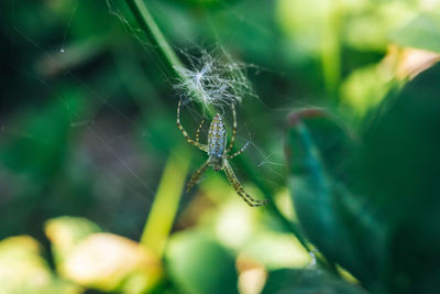 Close-up of spider on web