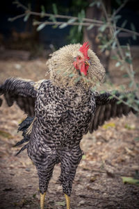 Close-up of rooster