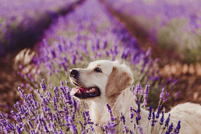 Dog standing amidst lavender flowers on field