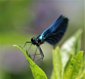 Close-up of insect