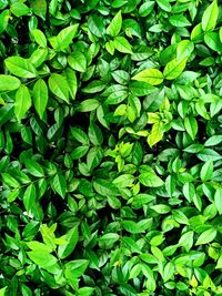 Full frame shot of green leaves