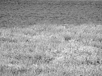 Full frame shot of grass on field