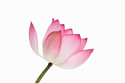 Close-up of pink lily against white background
