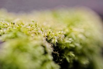 Macro shot of plant growing on field