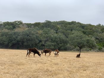 Horses in a field