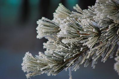 Close-up of frozen tree branch during winter