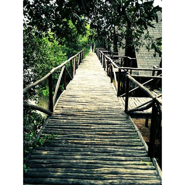 the way forward, transfer print, tree, railing, footbridge, diminishing perspective, auto post production filter, vanishing point, connection, built structure, wood - material, bridge - man made structure, long, boardwalk, narrow, tranquility, architecture, bridge, nature, day