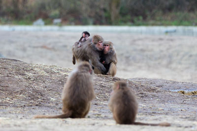 Monkeys sitting on field