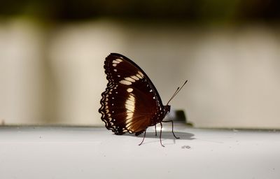 Close-up of butterfly