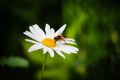 Close-up of bee pollinating on flower