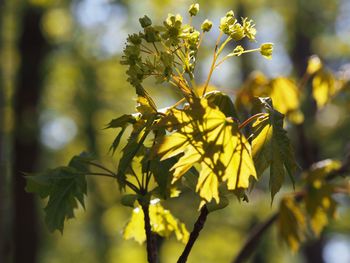 Close-up of leaves against blurred background