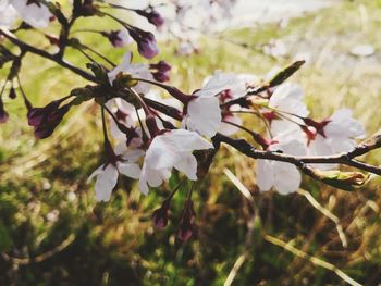 Close-up of cherry blossoms in spring