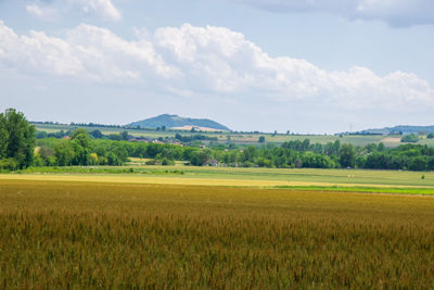 Scenic view of agricultural field against sky