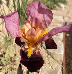 Close-up of purple flower