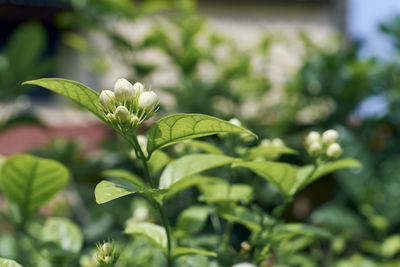 White mogra or arabian jasmine or jasminum sambac flower buds in a roof garden. 