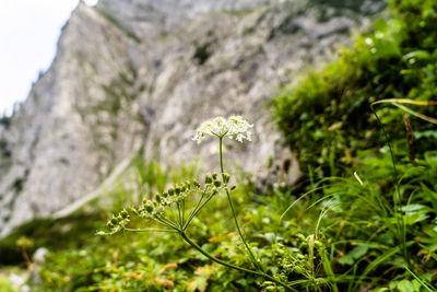 Close-up of flowering plant on field