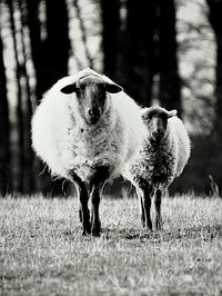 Portrait of sheep standing on field