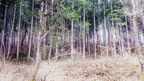 Trees in forest