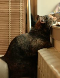 Close-up of a cat looking away at home