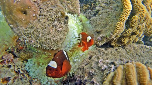 Close-up of fish swimming in sea