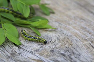 Close-up of insect on wooden table