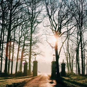 Sun shining through trees