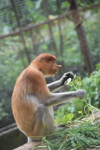 Monkey sitting in a forest
