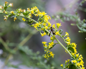 Close-up of yellow flowers blooming outdoors