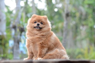 Portrait of dog sitting outdoors