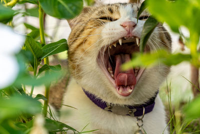 Close-up of a cat