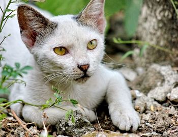Close-up portrait of cat