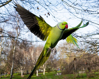 Low angle view of bird flying