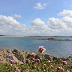 Close-up of flowers in water