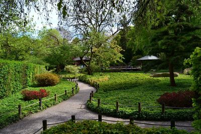 Footpath by trees and plants