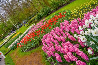 High angle view of pink flowering plants in park