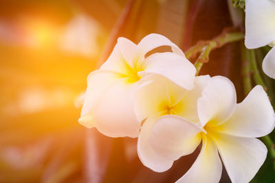 Close-up of white flowers blooming outdoors