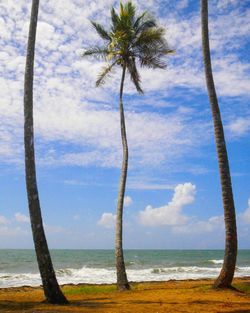Palm trees on beach against sky