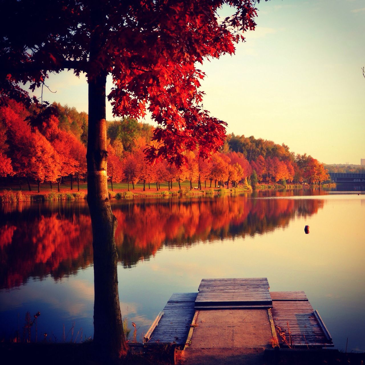 tree, water, lake, reflection, tranquility, tranquil scene, orange color, scenics, beauty in nature, sunset, autumn, nature, change, idyllic, sky, outdoors, lakeshore, non-urban scene, tree trunk, growth