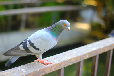 Close-up of bird perching on retaining wall