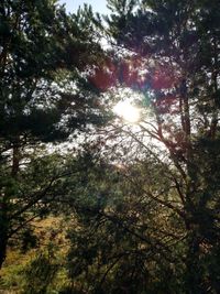 Low angle view of sunlight streaming through trees in forest