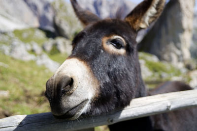 Close-up of an animal