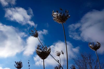 Low angle view of flowering plants against blue sky