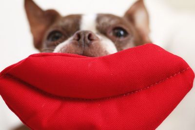 Close-up of dog with red artificial lips