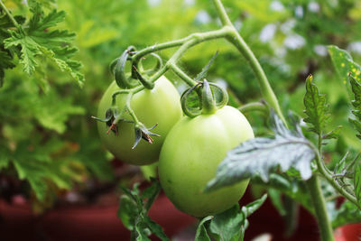 Close-up of fruit growing on plant