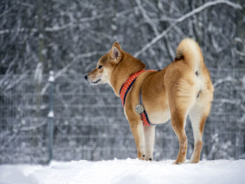 Dogs running on snow covered field