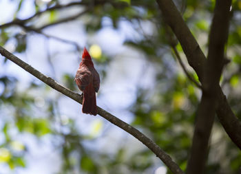 Low angle view of bird perching on branch