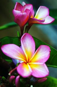 Close-up of pink orchids