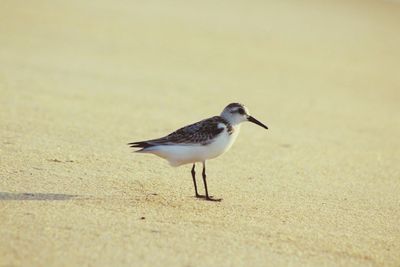 Close-up of bird on beach