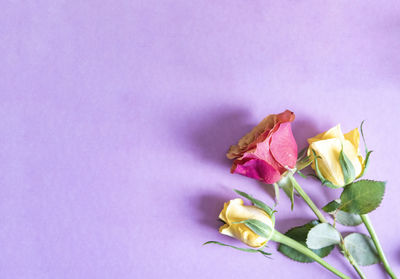 Close-up of pink rose against blue background