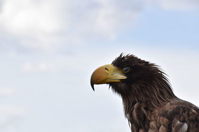 Close-up of eagle against sky